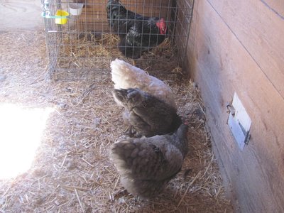 Breeding pen 20019.jpg