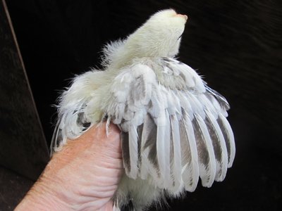 IMG Chick...._0014.jpg