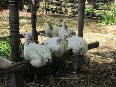 Wy pullets 2016.jpg