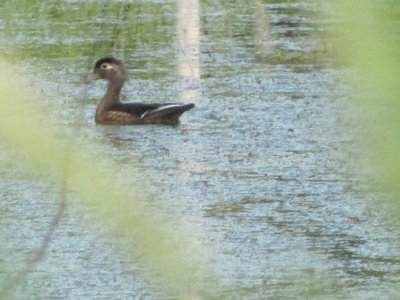 Duck on the creek.jpg