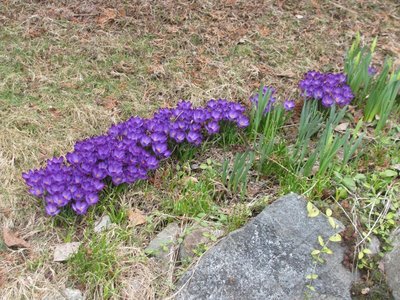 Crocuses.jpg