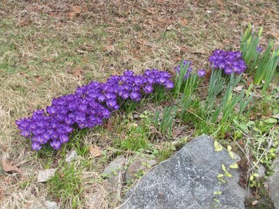 Crocuses.jpg