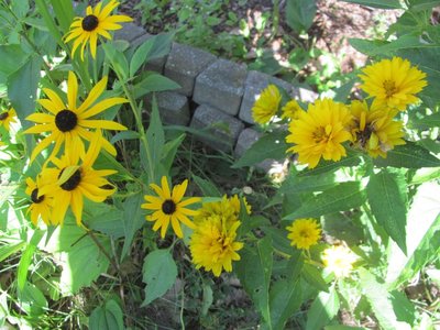 Coreopses and Rudbeckia.jpg