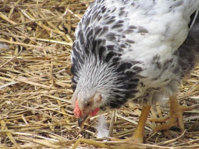 Hen feathered cockerel.jpg