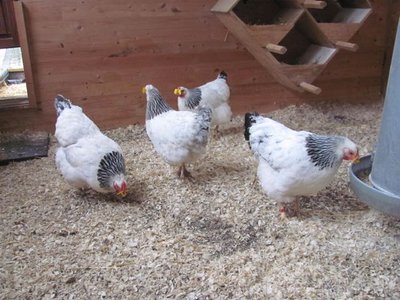 PINLESS peepers 4 hens.jpg