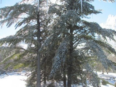 ice pine.jpg