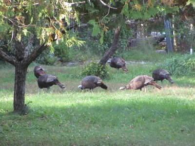 Turkeys in the orchard.jpg