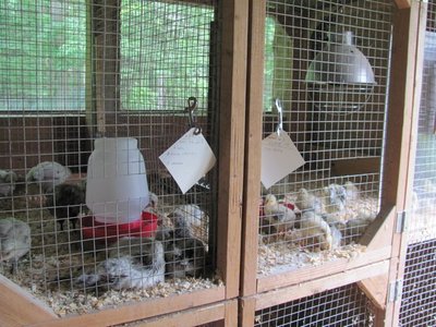 Barn brooder chicks.jpg