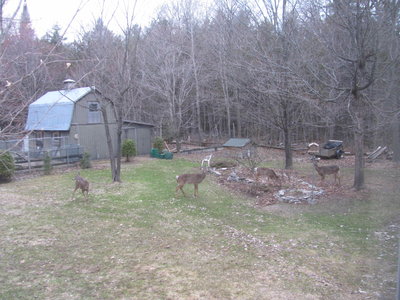 The marauding beesties.jpg