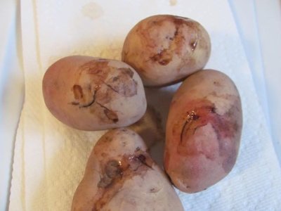 Seed potatos oozing.jpg