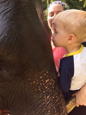 Kissing an elephant.jpg