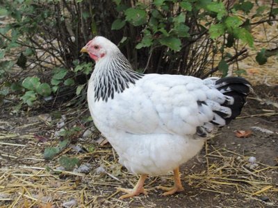 Columbian pullet 4 month.jpg