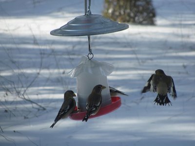 suspended in flight.jpg