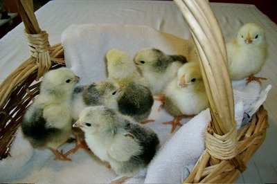 Wyandotte chicks 2008.jpg