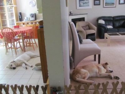 Dogs after grandchildren visit -).jpg
