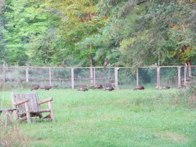 Almost white peacocks.jpg