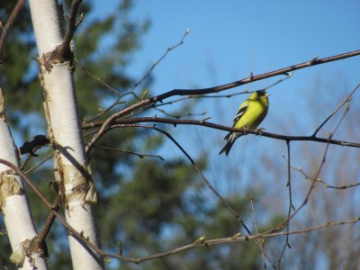 Gold Finch.jpg