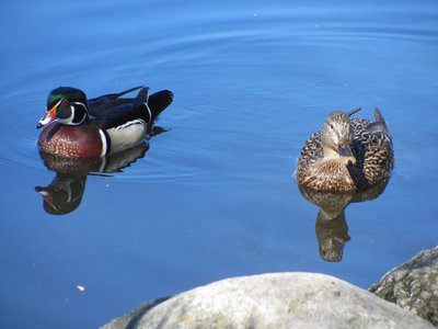 Wood duck pair.jpg