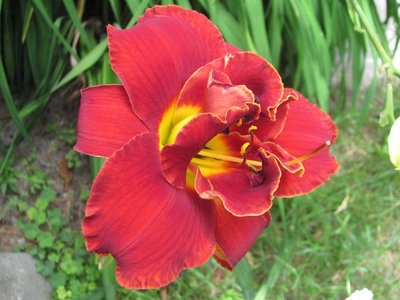 Day lilly Highland lord.jpg