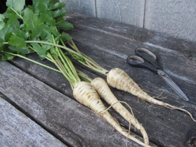 parsnips 2021.jpg