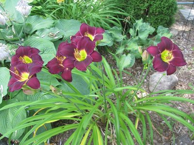 Day lilies Purple palace close.jpg