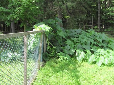 Pumpkin over the fence.jpg