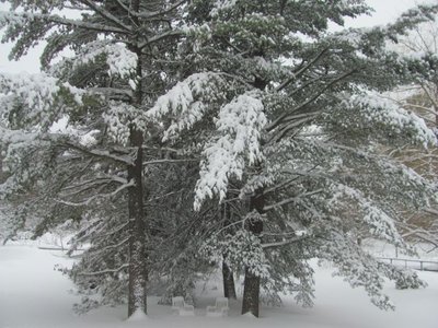 Snow 1.jpg