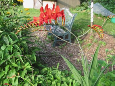 Crocosmia Lucifer 2.jpg