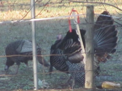 Wild turkey displaying.jpg