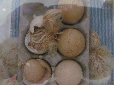 a chick has hatched.jpg