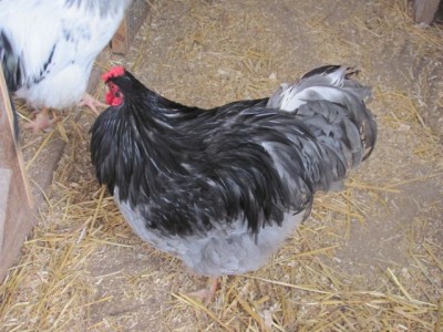 Wy Blue cockerel 7 month old.jpg