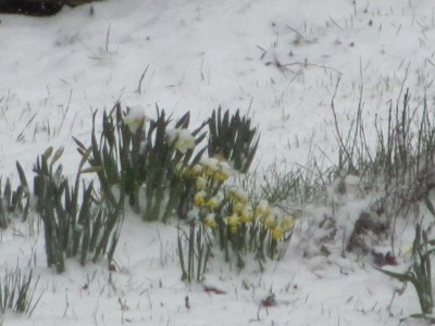 Narcissus in the snow.jpg