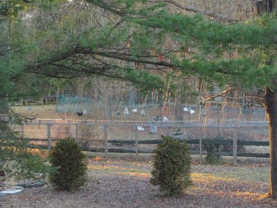Dec 25 2015 green Christmas.jpg