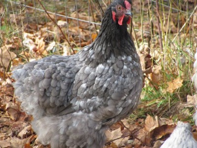 Molt Blue&white 1.jpg