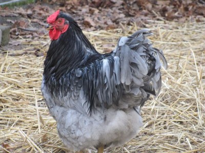 Wy Blue cockerel 2015.jpg