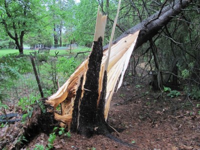 Another look, hosta garden after the storm.jpg