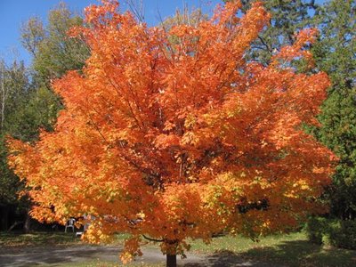 Golden treee.jpg