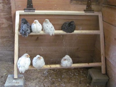 Chicks roosting 5 weeks.jpg