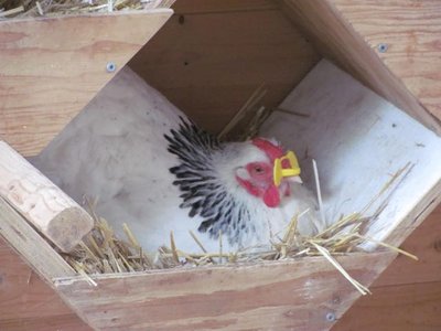 PINLESS peepers Hen sitting.jpg