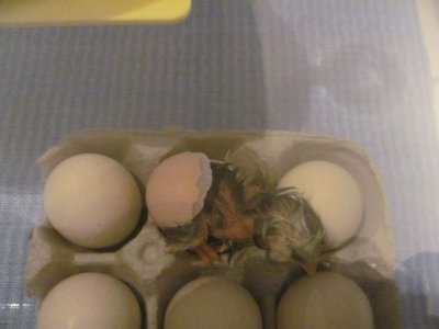 Hatching in egg carton, stragglers.jpg