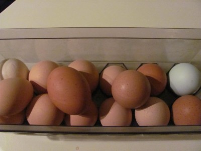 eggs.....jpg