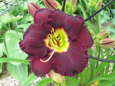 Daylily Bella Lugosi 1.jpg