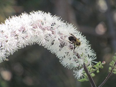 Bumblebee on Bugbane (1).jpg