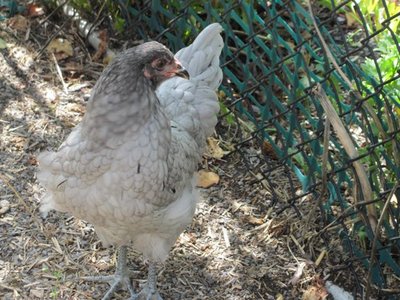 EE pullet 2.jpg