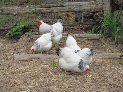 Col Wy's 2016 breeding pen second hatch.jpg