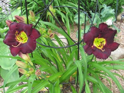 Daylily Bella Lugosi 2.jpg