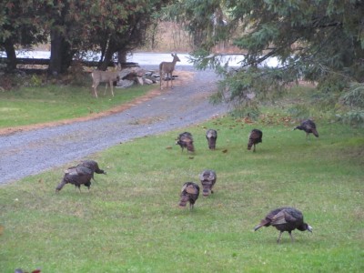 Deer & turkeys crossing.jpg