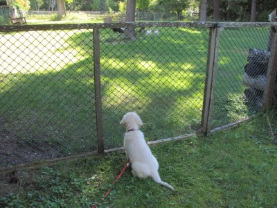Addy checking out the chickens.jpg