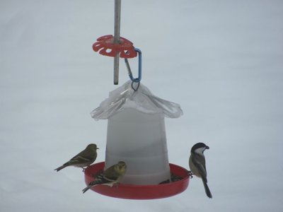 Bird feeder close up.jpg