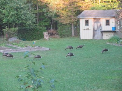 Turkeys front lawn.jpg